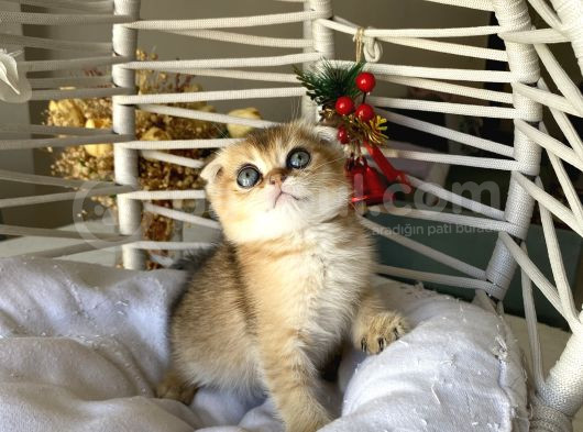 Golden Sağlıklı Oyuncu