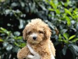 Koyu Renk Poodle Yavrularım