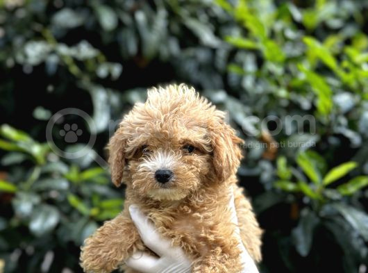 Koyu Renk Poodle Yavrularım görsel