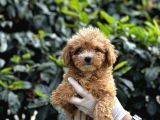 Koyu renk poodle yavrularım