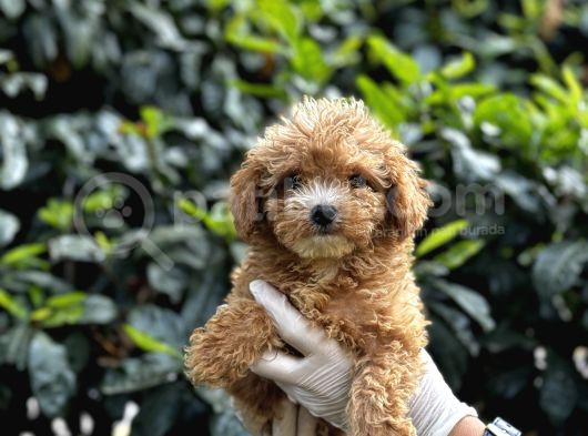 Koyu Renk Poodle Yavrularım