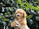 Koyu Renk Poodle Yavrularım