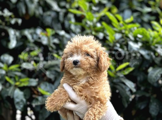 Koyu Renk Poodle Yavrularım görsel