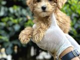 Koyu Renk Poodle Yavrularım