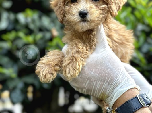 Koyu Renk Poodle Yavrularım görsel