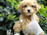 Koyu Renk Poodle Yavrularım