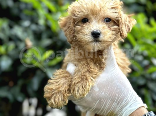Koyu Renk Poodle Yavrularım görsel
