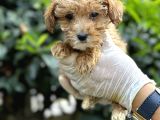 Koyu Renk Poodle Yavrularım