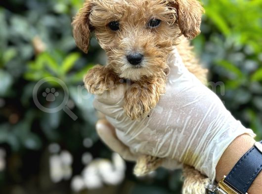 Koyu Renk Poodle Yavrularım görsel