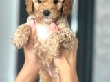 Koyu Renk Poodle Yavrularım