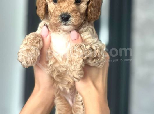 Koyu Renk Poodle Yavrularım görsel