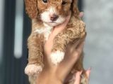 Koyu Renk Poodle Yavrularım