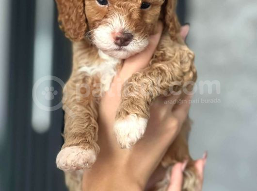 Koyu Renk Poodle Yavrularım görsel