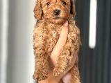 Koyu Renk Poodle Yavrularım