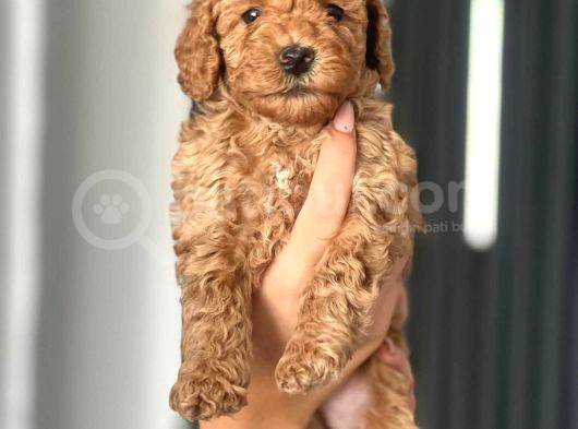 Koyu Renk Poodle Yavrularım görsel