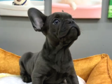 Muhteşem Güzellikte French Bulldog Blue Erkek Yavrularımız