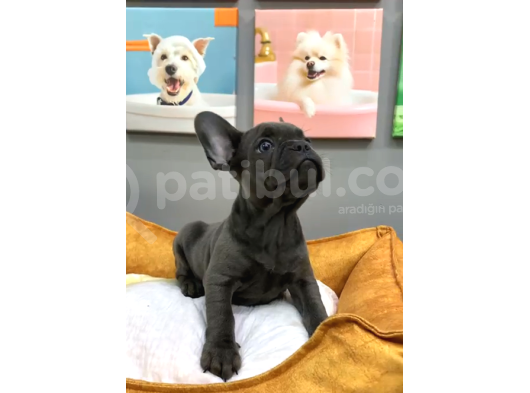Muhteşem Güzellikte French Bulldog Blue Erkek Yavrularımız görsel