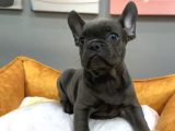 Muhteşem Güzellikte French Bulldog Blue Erkek Yavrularımız