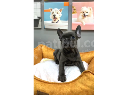 Muhteşem Güzellikte French Bulldog Blue Erkek Yavrularımız görsel