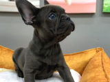 Muhteşem Güzellikte French Bulldog Blue Erkek Yavrularımız