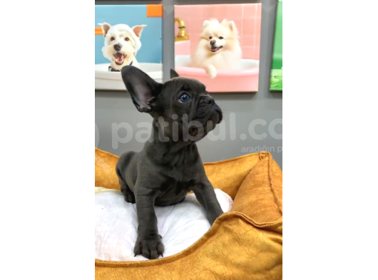 Muhteşem Güzellikte French Bulldog Blue Erkek Yavrularımız görsel