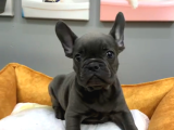 Muhteşem Güzellikte French Bulldog Blue Erkek Yavrularımız