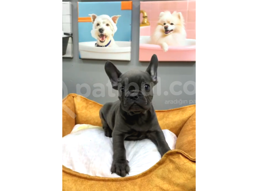 Muhteşem Güzellikte French Bulldog Blue Erkek Yavrularımız görsel