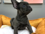 Muhteşem Güzellikte French Bulldog Blue Erkek Yavrularımız
