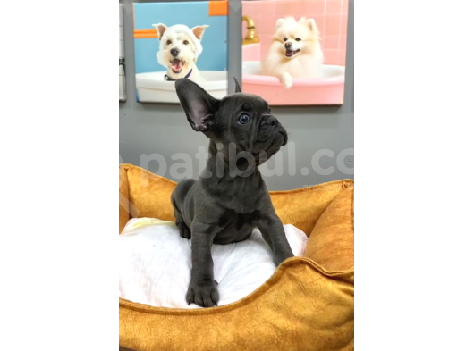 Muhteşem Güzellikte French Bulldog Blue Erkek Yavrularımız
