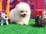 Teddy Bear Teacup Boo