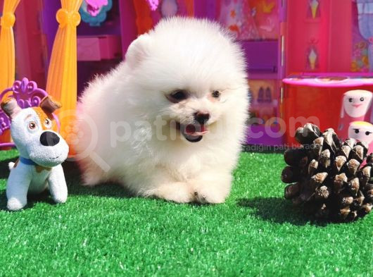Teddy Bear Teacup Boo görsel