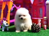 Teddy Bear Teacup Boo