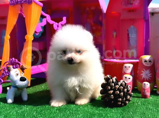 Teddy Bear Teacup Boo görsel
