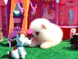 Teddy Bear Teacup Boo
