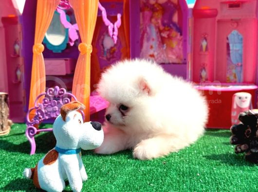 Teddy Bear Teacup Boo görsel