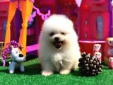 Teddy Bear Teacup Boo