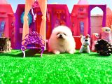 teddy bear teacup boo