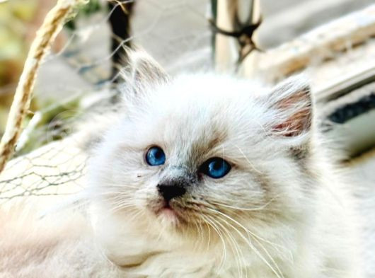 Yurtdışından Anne Baba Secereli Ragdoll Yavru Kedilerimiz görsel