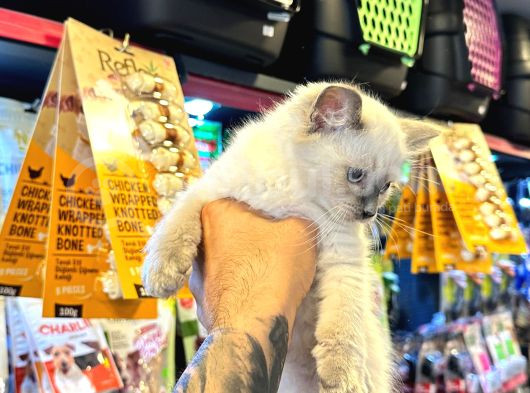 Safkan Irk Garanti̇li̇ - Sertfi̇kali - Ragdoll Bebekler görsel