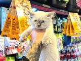 Safkan Irk Garanti̇li̇ - Sertfi̇kali - Ragdoll Bebekler