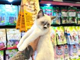 Safkan Irk Garanti̇li̇ - Sertfi̇kali - Ragdoll Bebekler