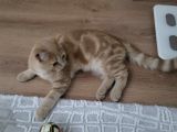 Red Point İran ve Russian Blue kırması Yavru