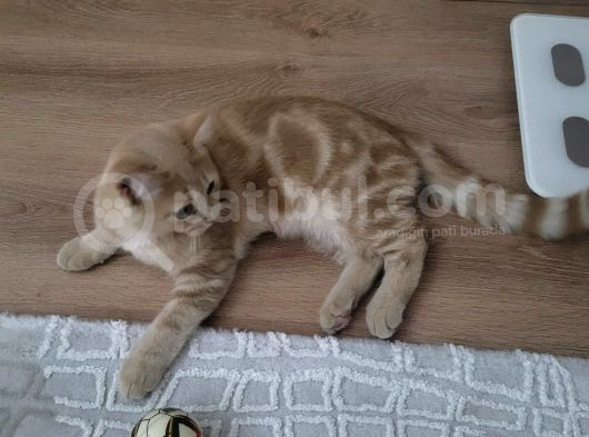 Red Point İran Ve Russian Blue Kırması Yavru
