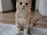 Red Point İran Ve Russian Blue Kırması Yavru