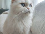Red Point İran Ve Russian Blue Kırması Yavru