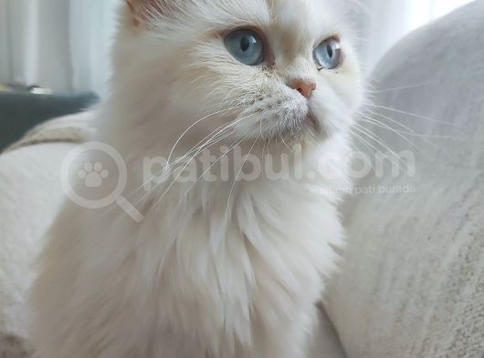 Red Point İran Ve Russian Blue Kırması Yavru görsel