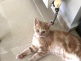 Red Point İran Ve Russian Blue Kırması Yavru