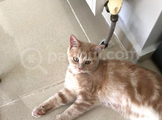 Red Point İran Ve Russian Blue Kırması Yavru görsel