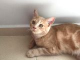 Red Point İran Ve Russian Blue Kırması Yavru