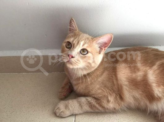 Red Point İran Ve Russian Blue Kırması Yavru görsel